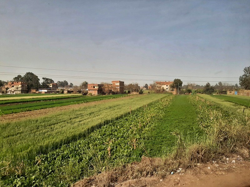 nile delta village