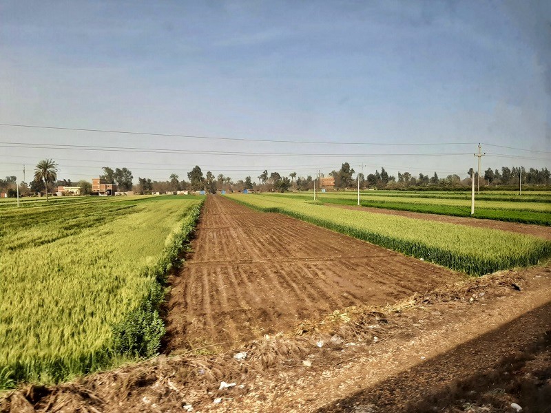 agricultural fields nile delta egypt alexandria cairo train