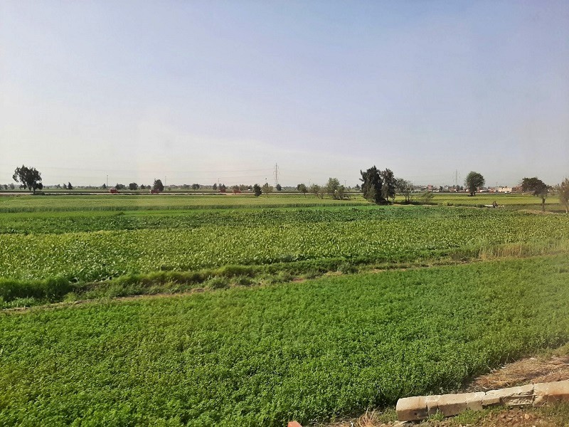 damanhour agricultural fields