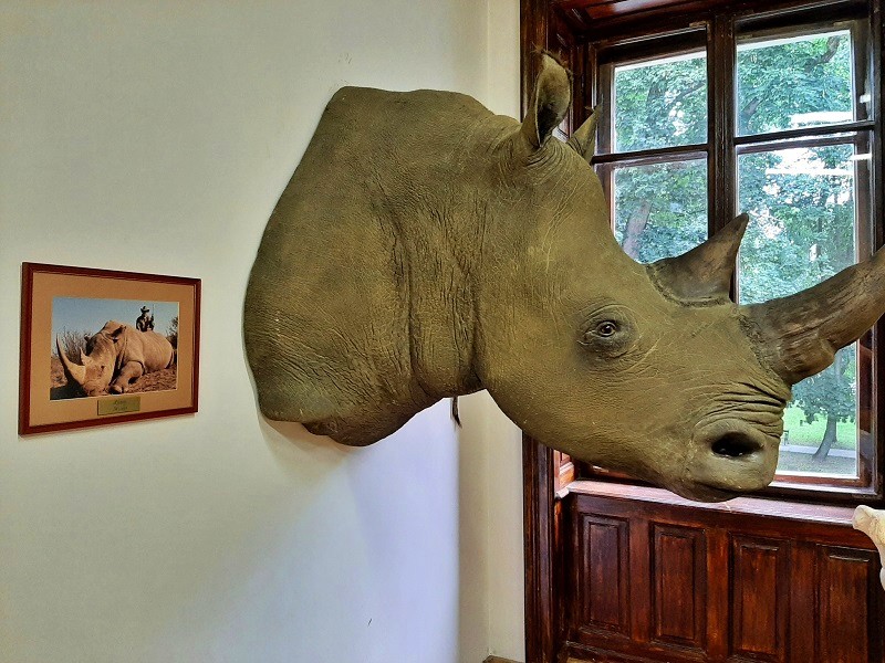 rhinoceros head trophy