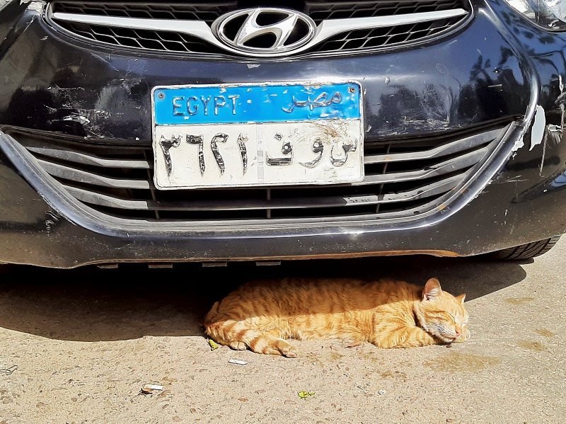 egyptian ginger cat