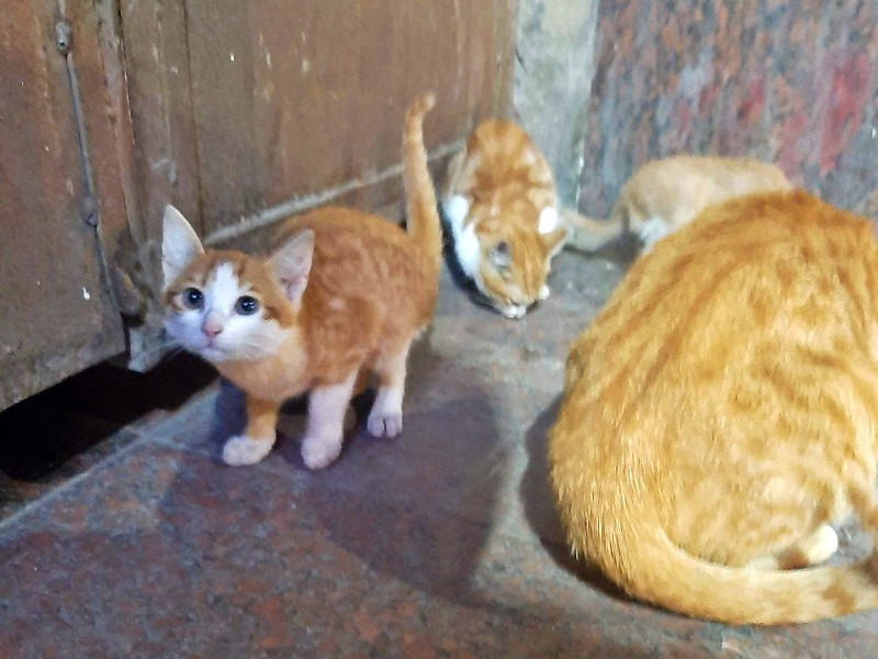 ginger cats