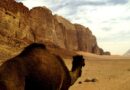 wadi rum desert camel jordan travel trip report