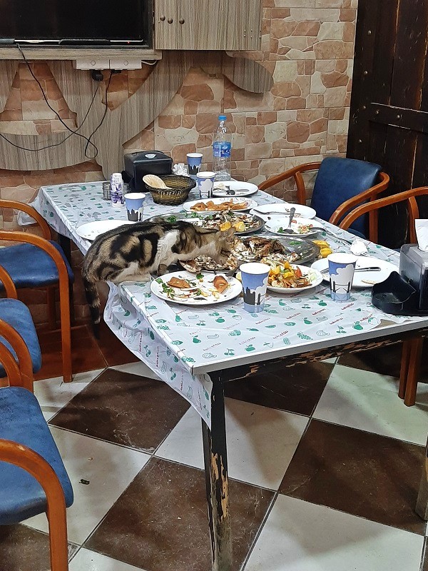 cat eating fish restaurant