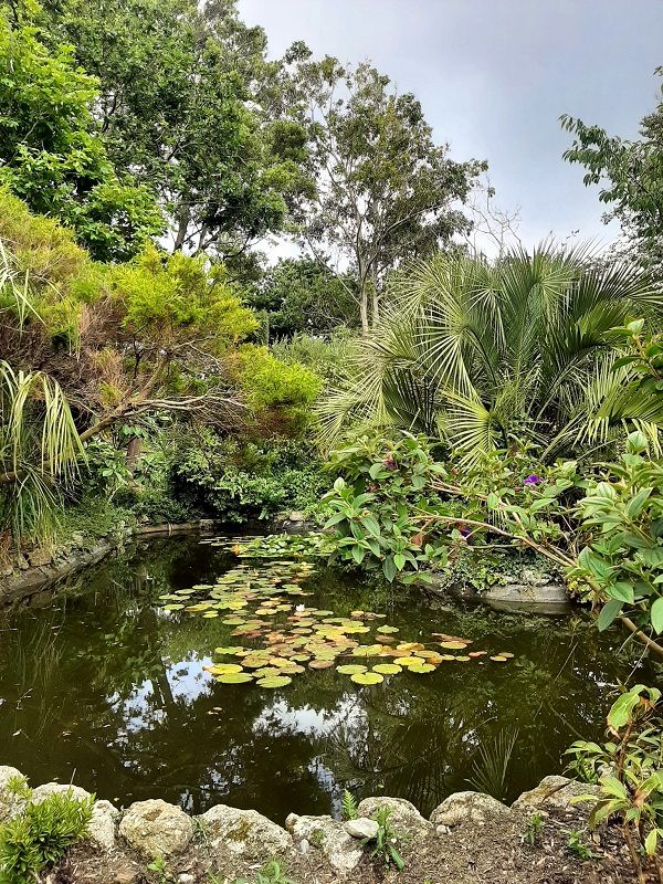 garden pond