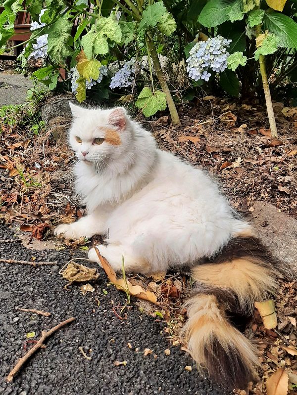 garden park cat