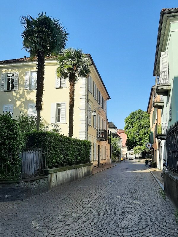 palm trees switzerland