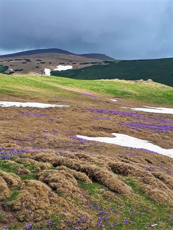 Bucegi Mountains spring flowers carpathians