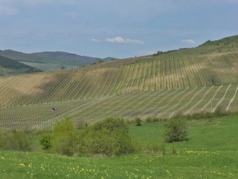 vineyard romania