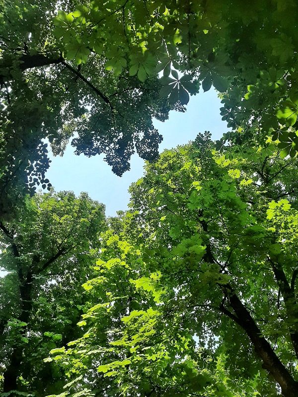 trees central park