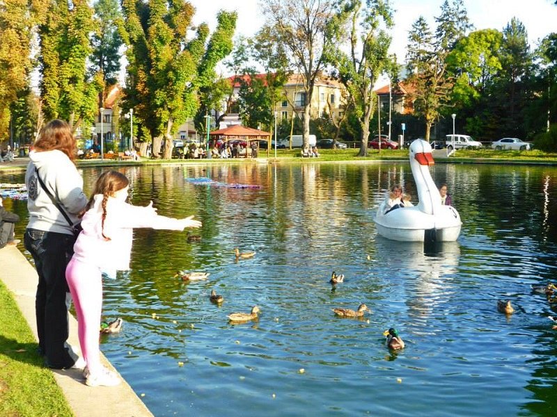 swan boat feeding ducks