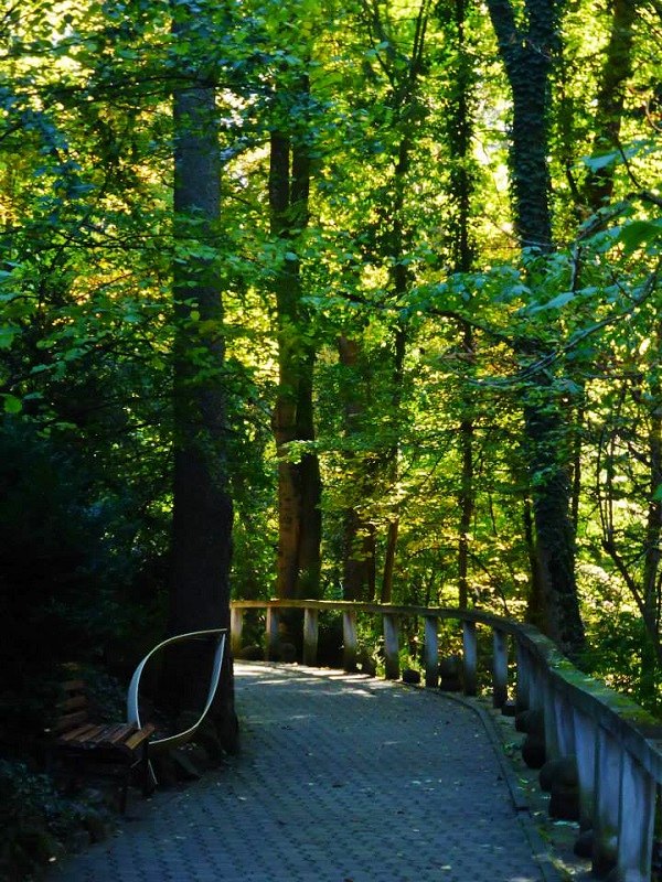 cluj botanical gardens