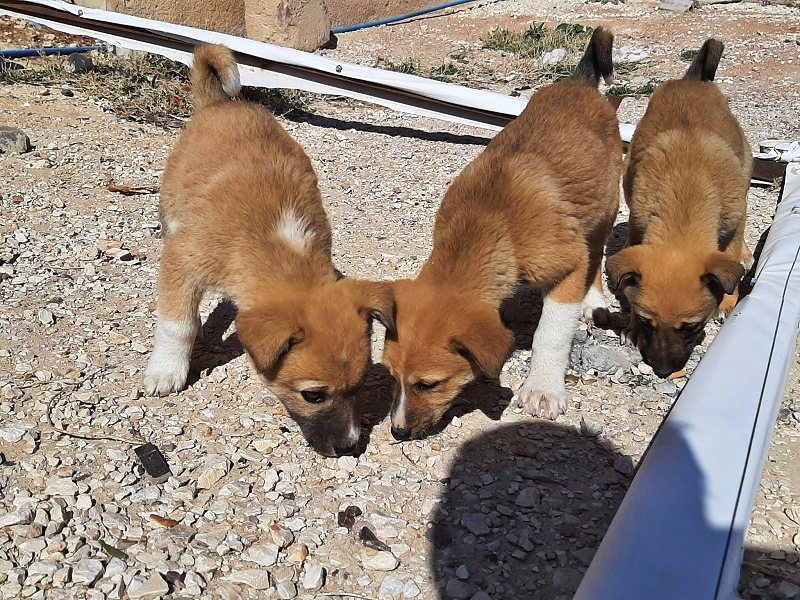 puppies rest stop