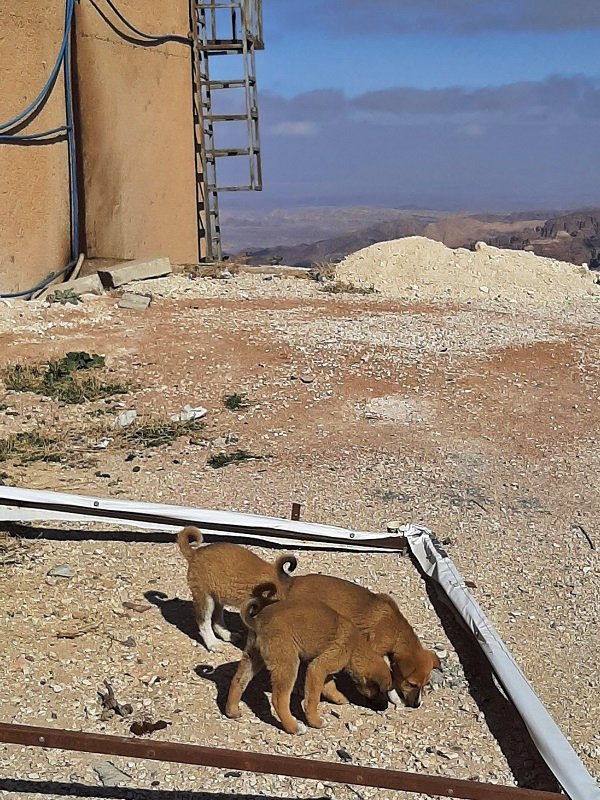 puppies rest stop