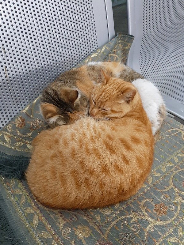 amman jett office bus station cats