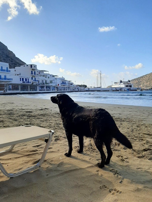 beach dog