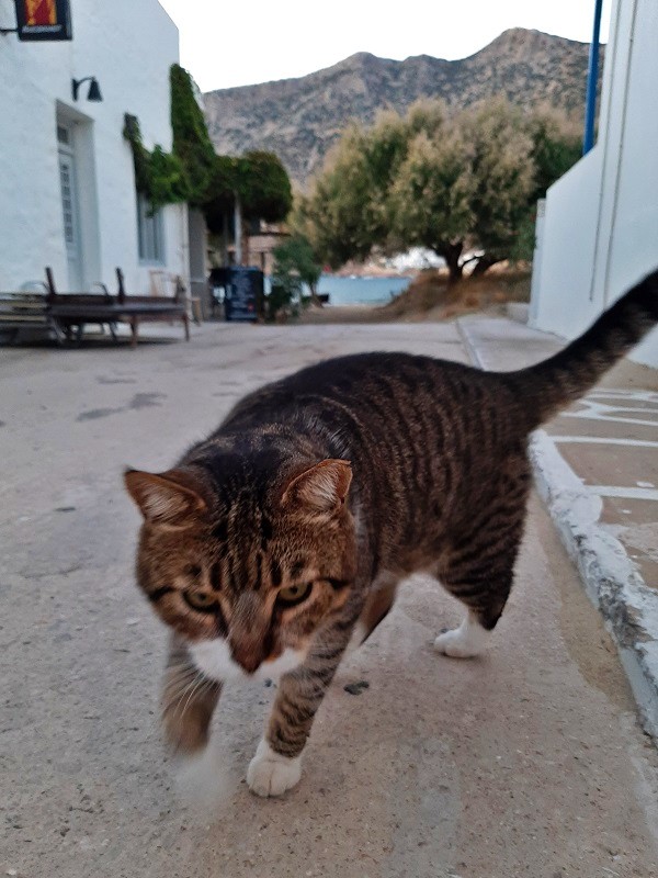 greek cat