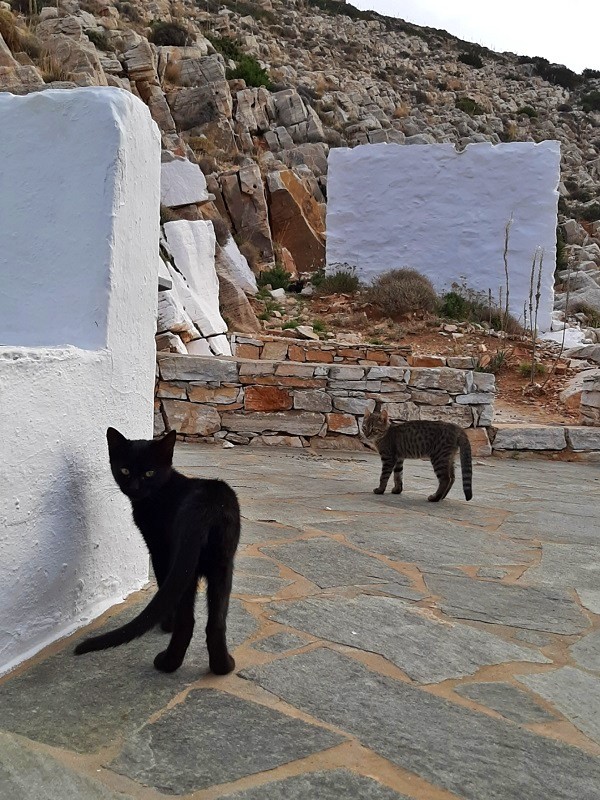 church cats