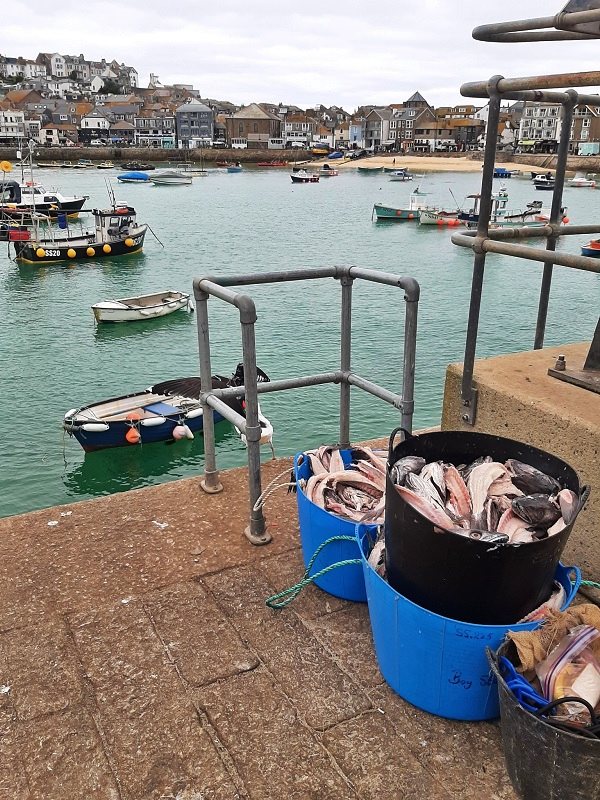 buckets fish pier