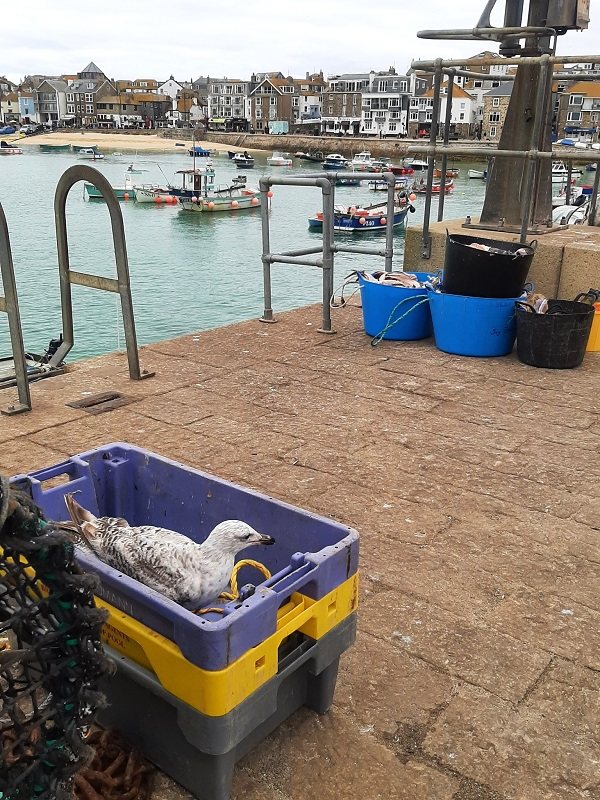 smeaton's pier gull