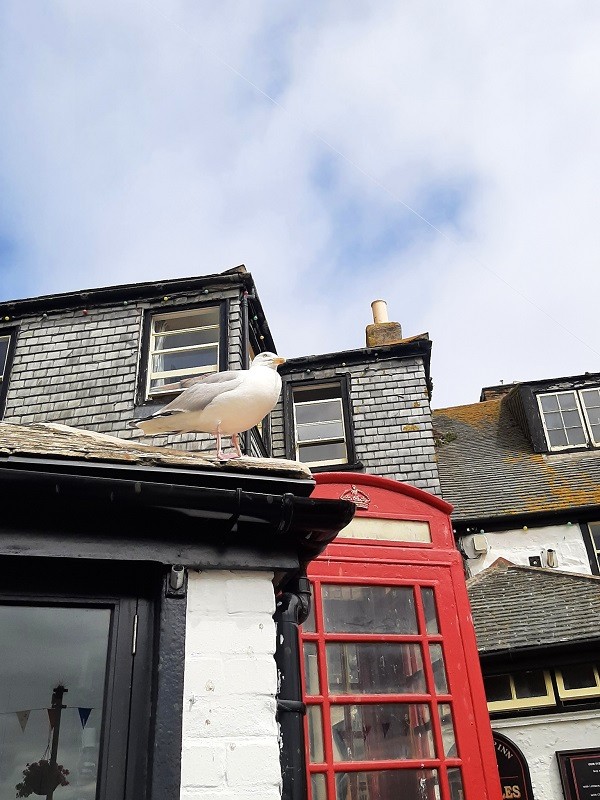 blue sky seagull