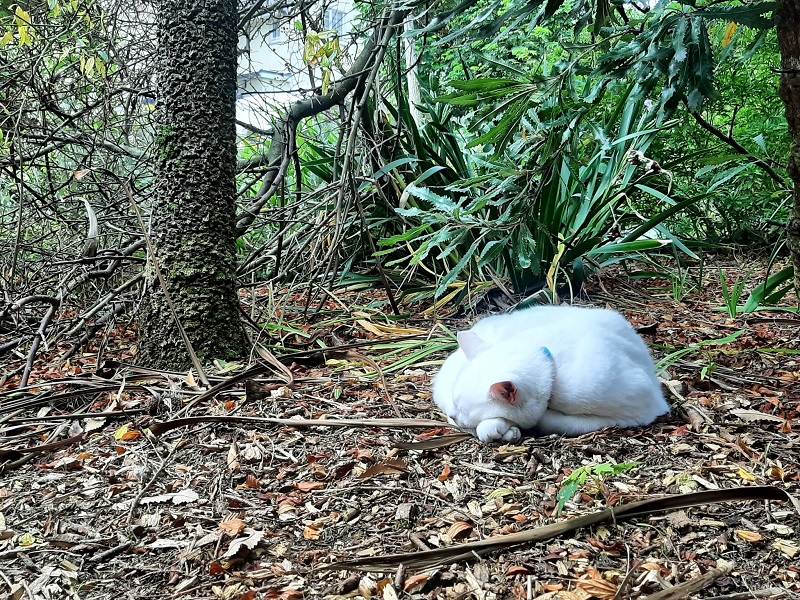 white cat