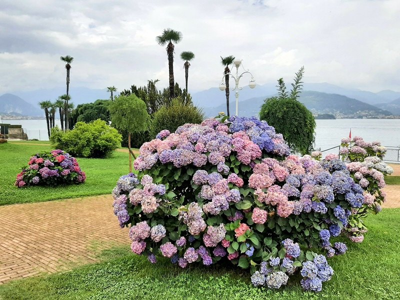 parks flowers lakeside promenade stresa