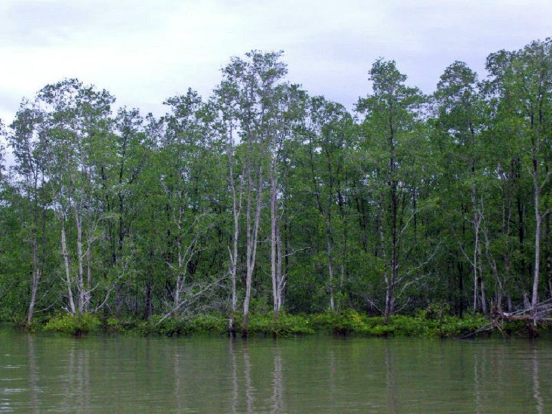 bako national park mangrove forests