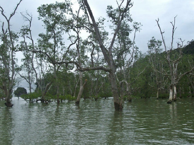 mangrove forest borneo