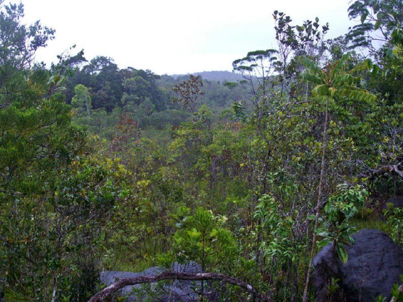 jungle bako national park