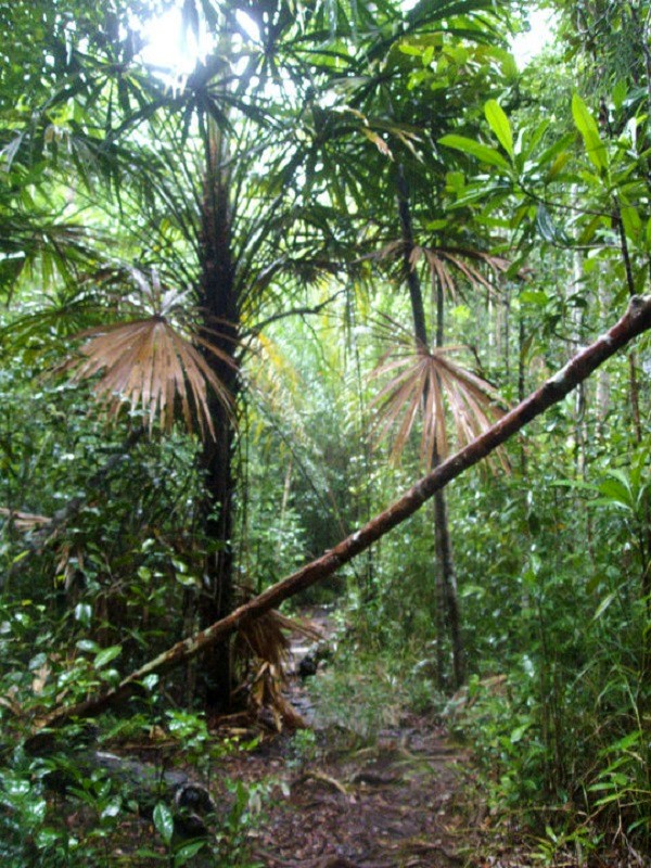 bako national park jungle trail