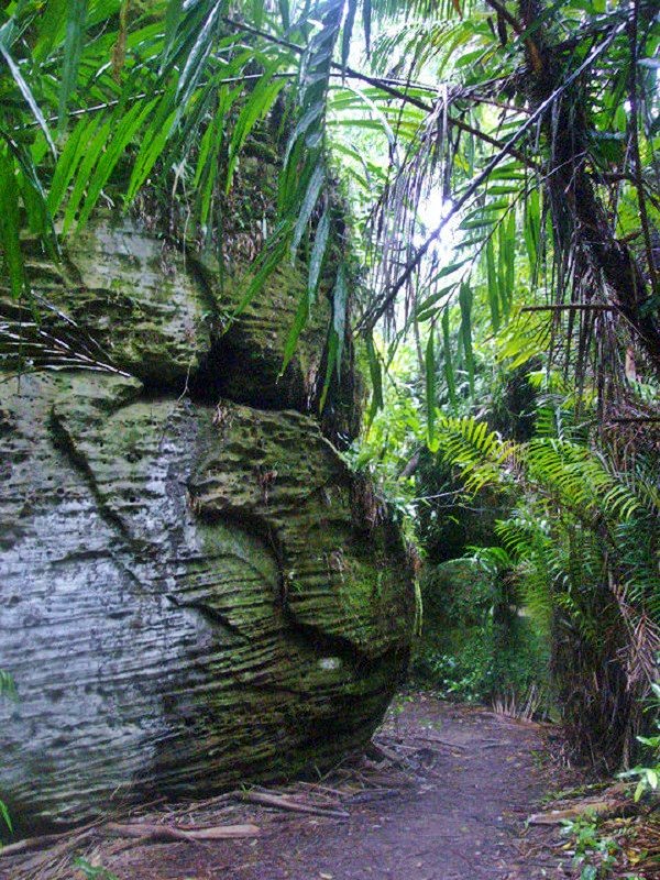 rock palm tree jungle trail bako national park