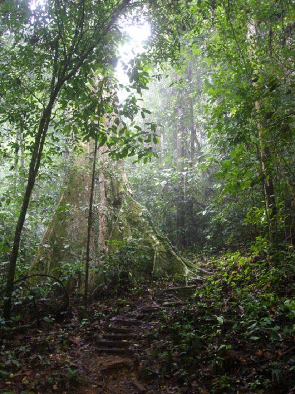 kubah national park jungle rainforest borneo kuching