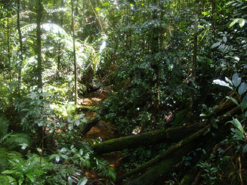 dense jungle kubah national park