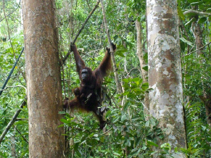 Kuching Semenggoh Nature Reserve Orangutan