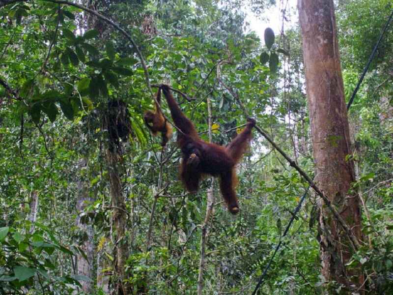 orangutan baby semenggoh nature reserve wildlife centre kuching