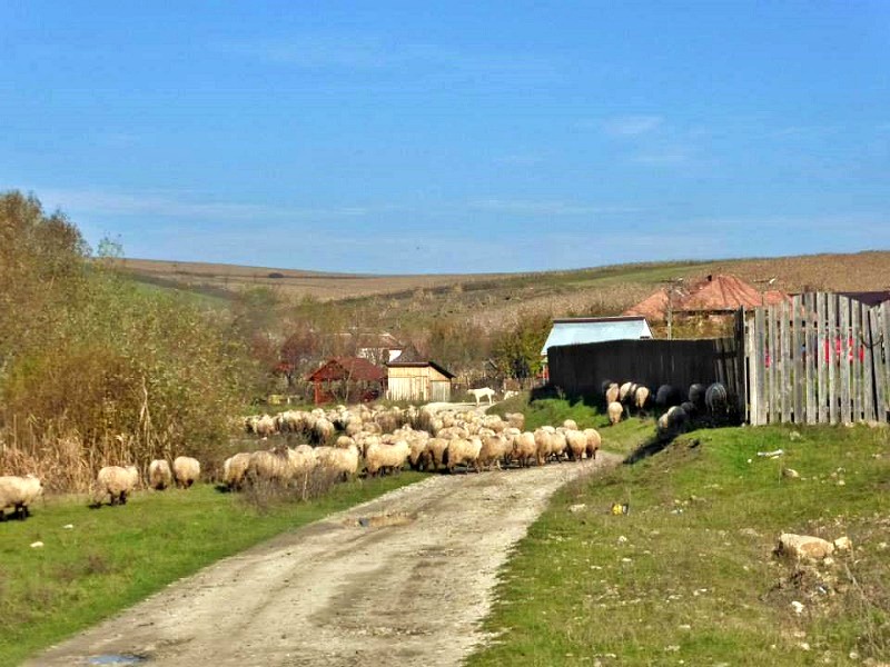 Petreștii de Jos flock of sheep