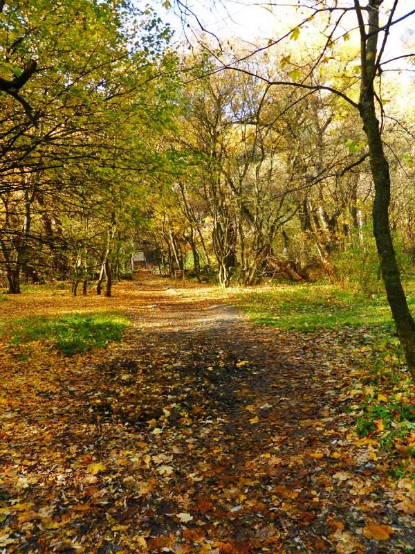 autumn forest