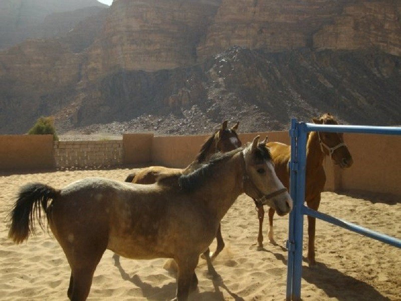 horses stables wadi rum