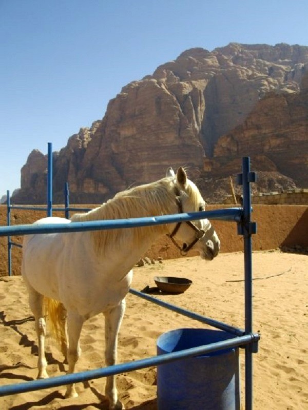 horse stables wadi rum desert jordan