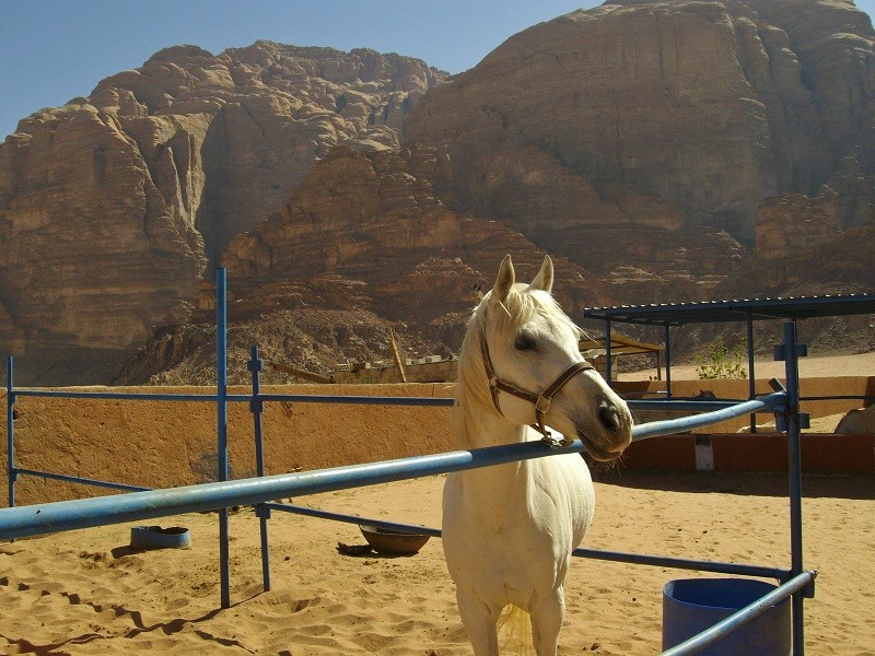 wadi rum horses stable