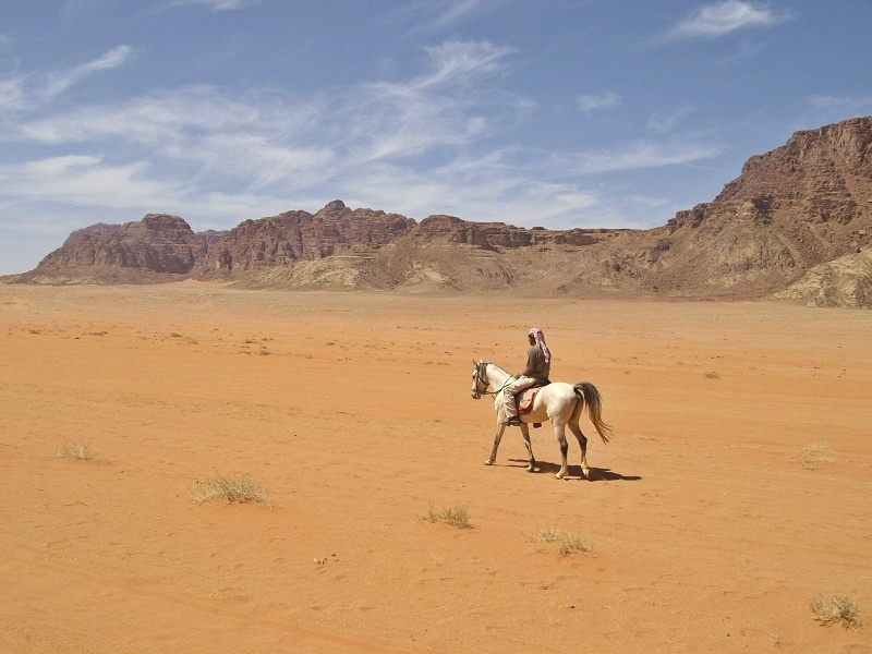 ali horse desert