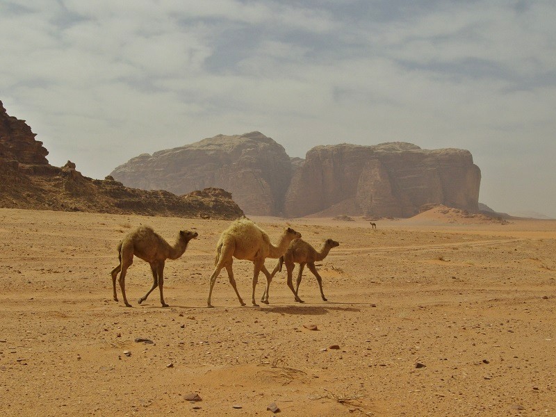 camels