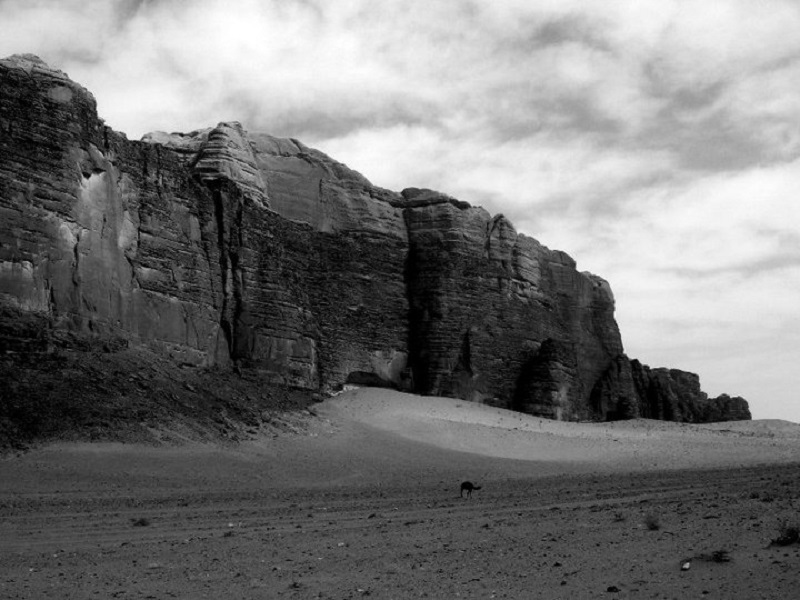 lawrence of arabia camel wadi rum desert