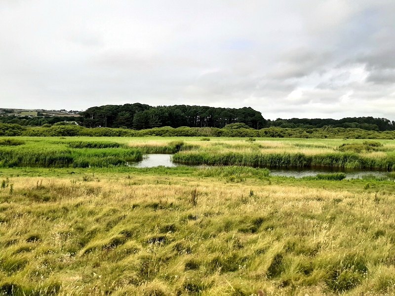 Marazion Marsh