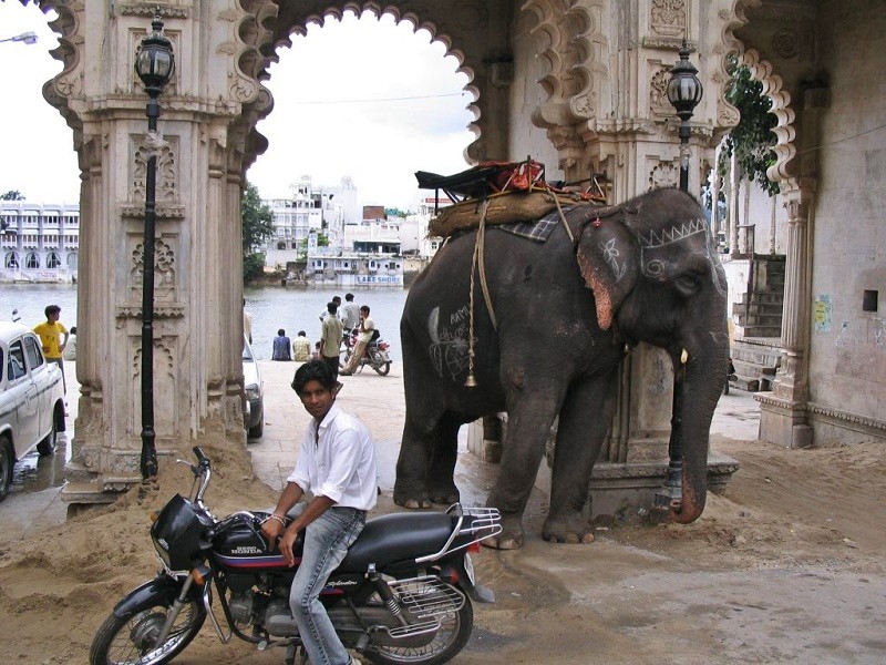 india udaipur elephant ai travel tools