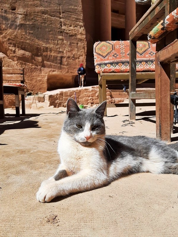 cat