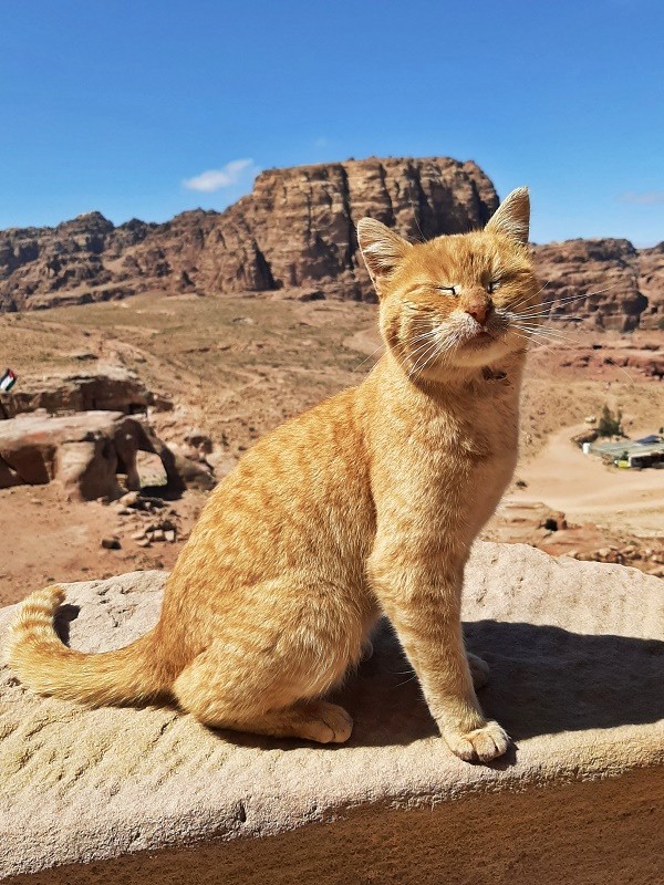 ginger cat petra
